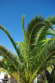 sous le soleil des palmiers